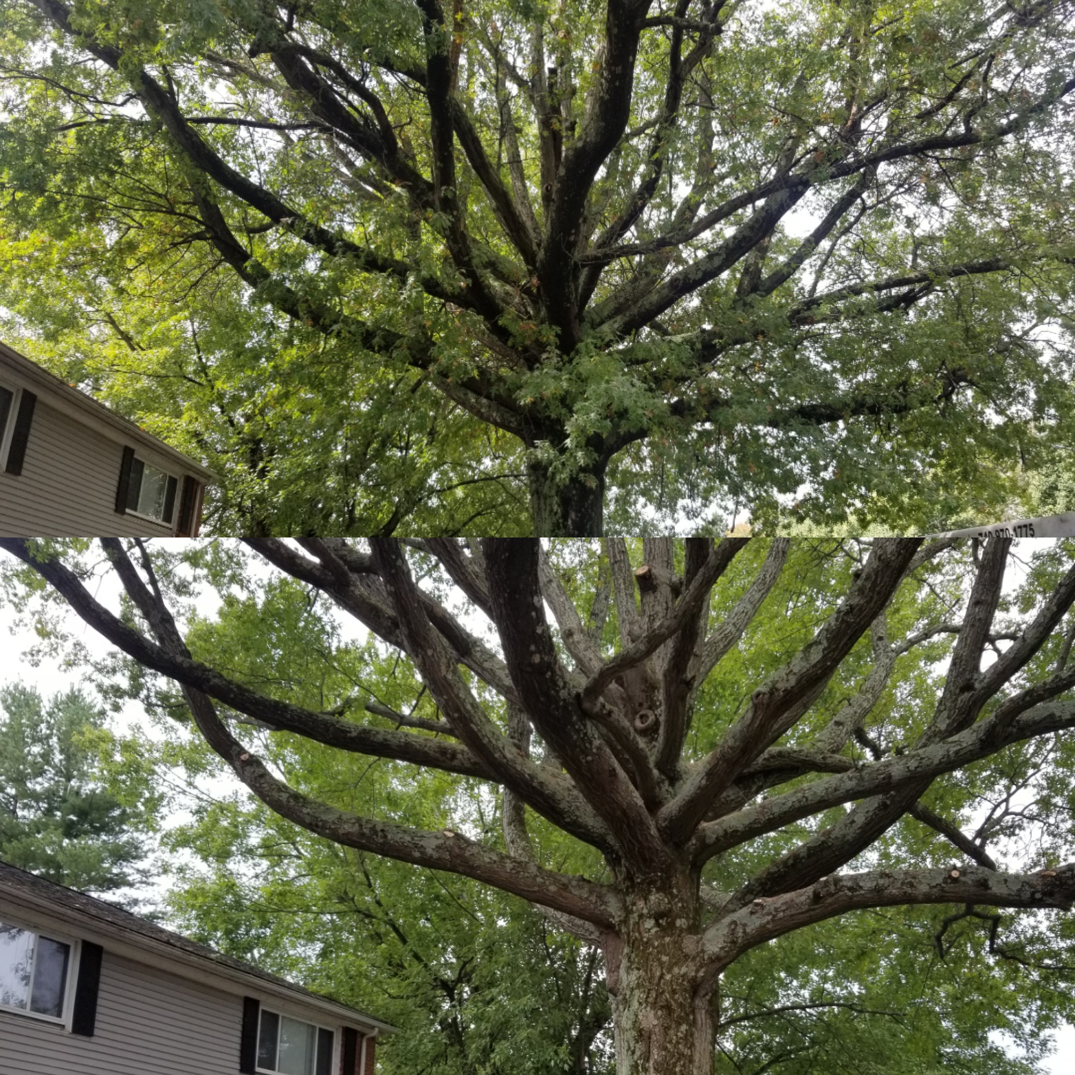 Branch Management Tree before picture, and after is much cleaner foliage.