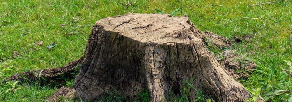 Tree Ninjas Stump Grinding